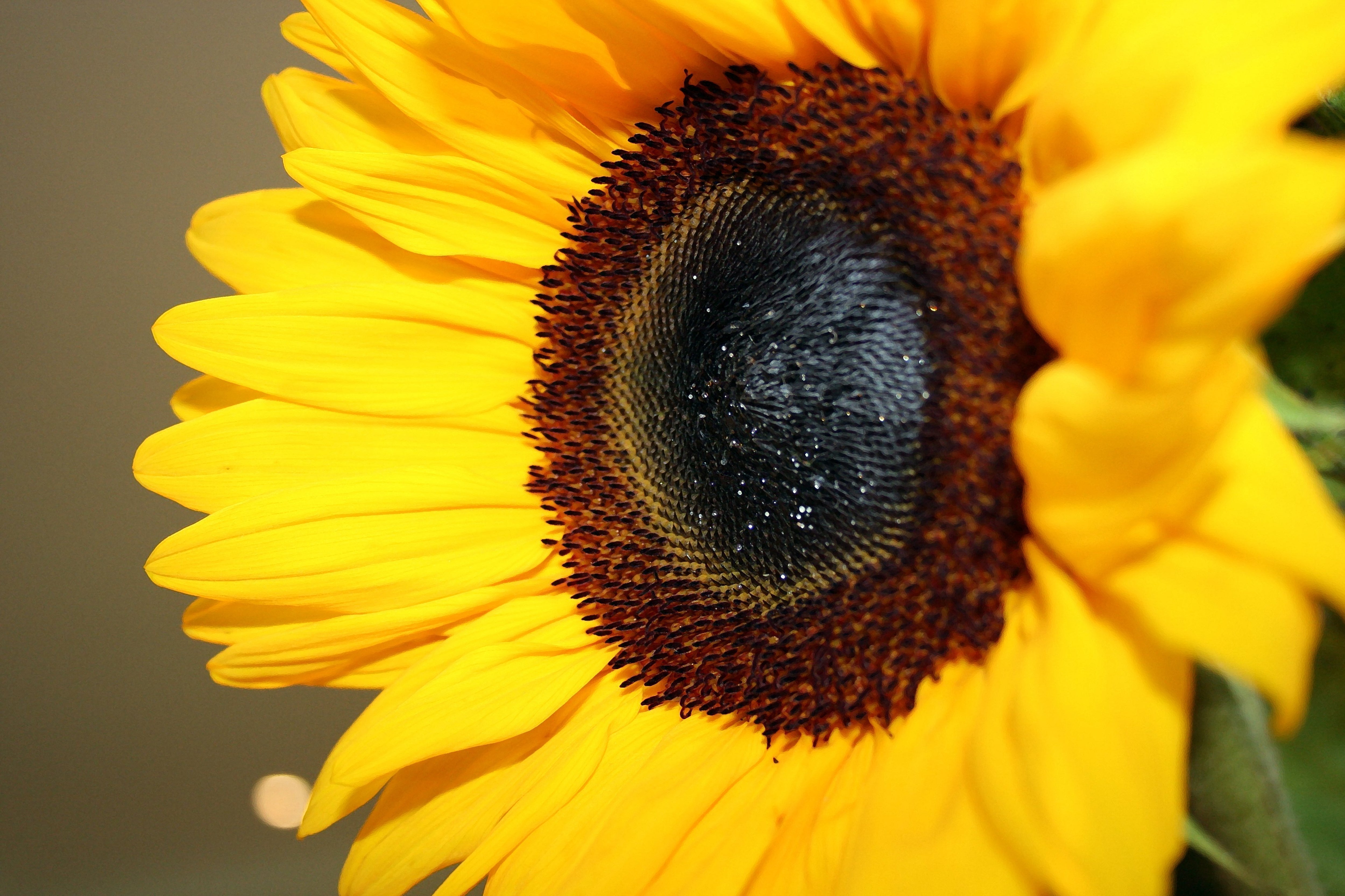 Maisie Jane's Sunflower Logo – Maisie Jane's