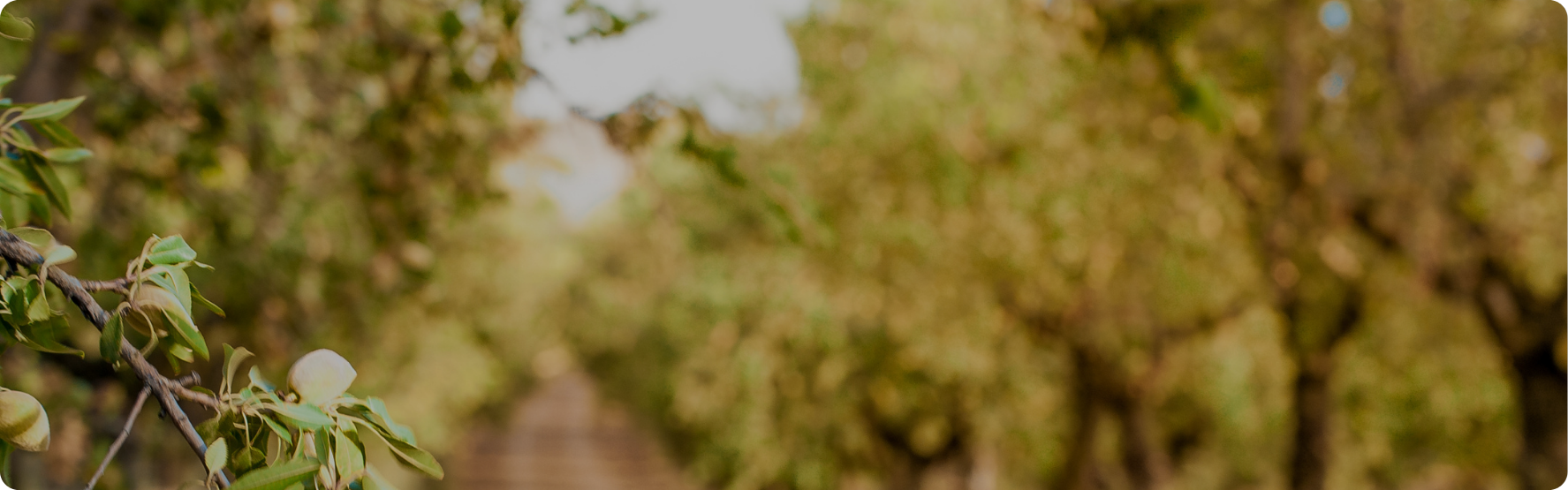 Blurry background of orchard trees and greenery with a path