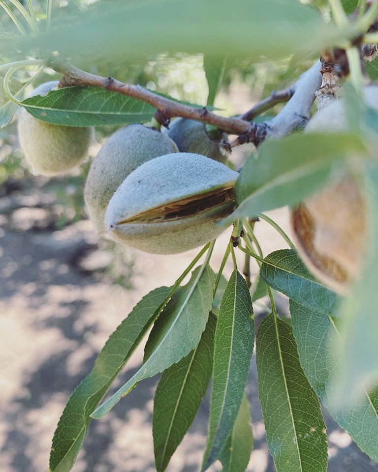 almond growing with a split hull