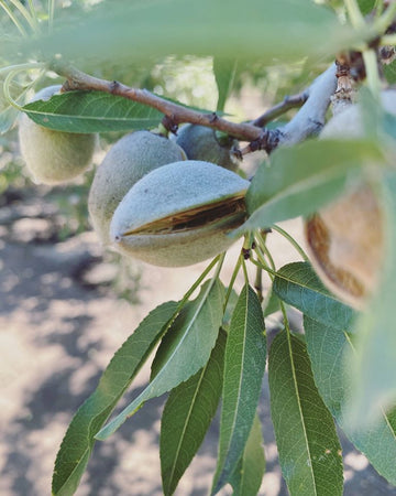 almond growing with a split hull