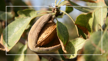 10 Almond Facts: From Almond Nutrition to California Almond Farming