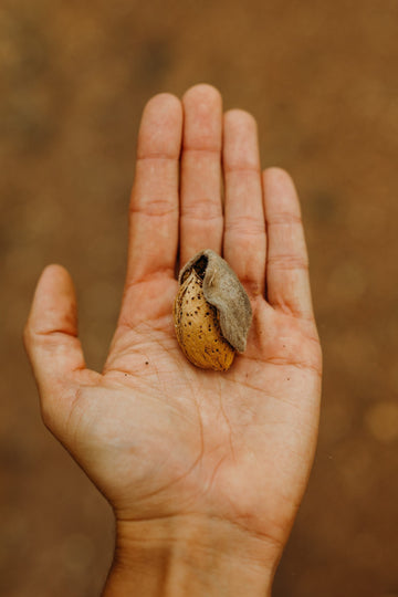 hand holding an almond