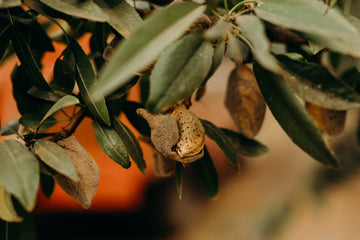 almond growing on a branch