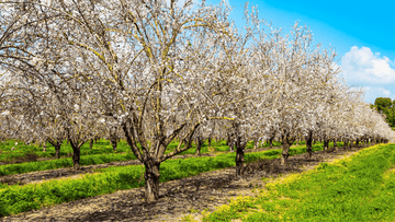 almond orchard in bloom