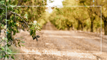 How Sustainable Farming Practices Power Every Maisie Jane’s Snack and Gift