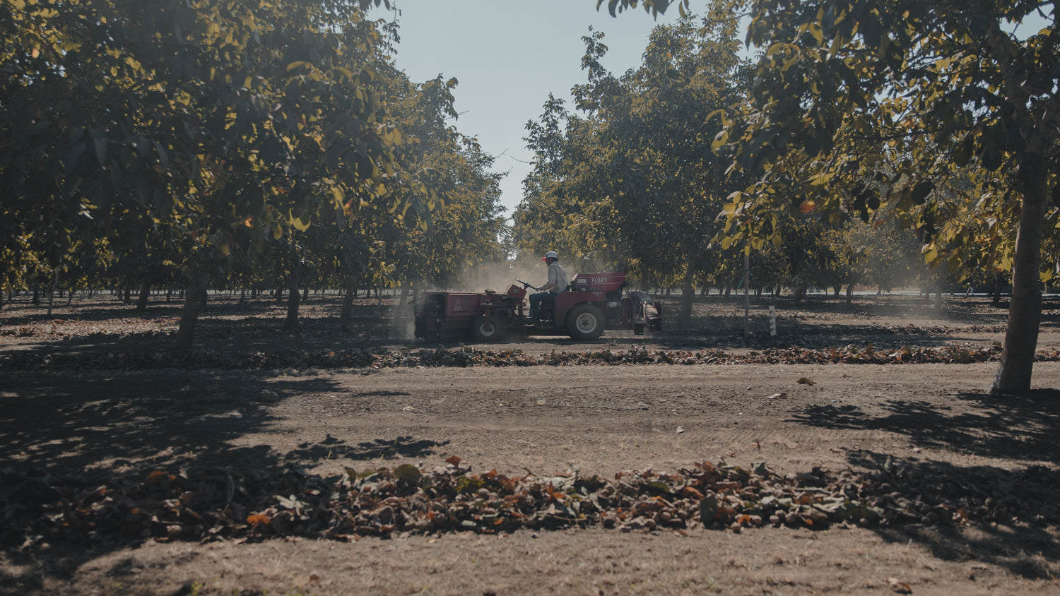 Jimmy Bertagna During Walnut Harvest