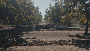 Jimmy Bertagna During Walnut Harvest