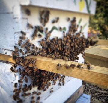 Bee Hive in a box