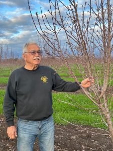 farmer checking almond trees