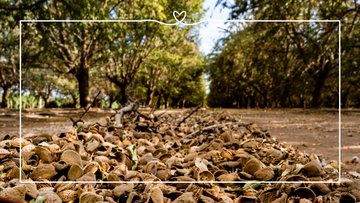 How Are Almonds Harvested?