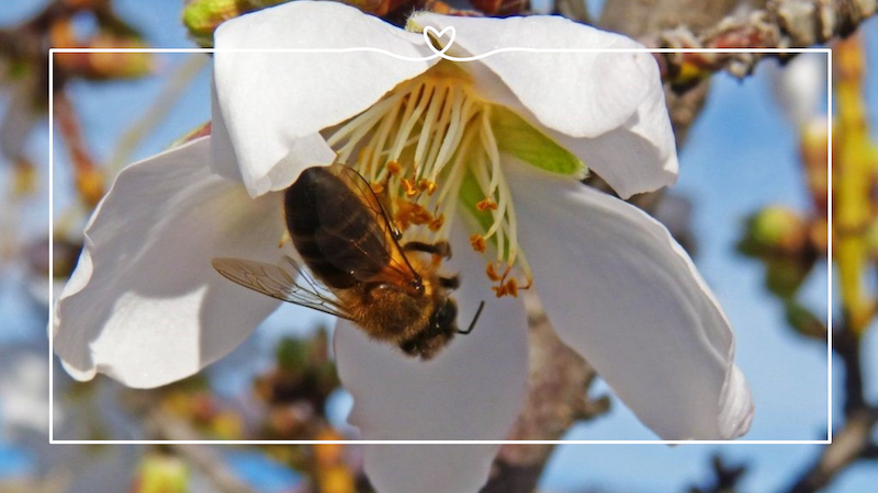 Bee the Change: How to Help Bees and Support the Bee Population Through Snacking
