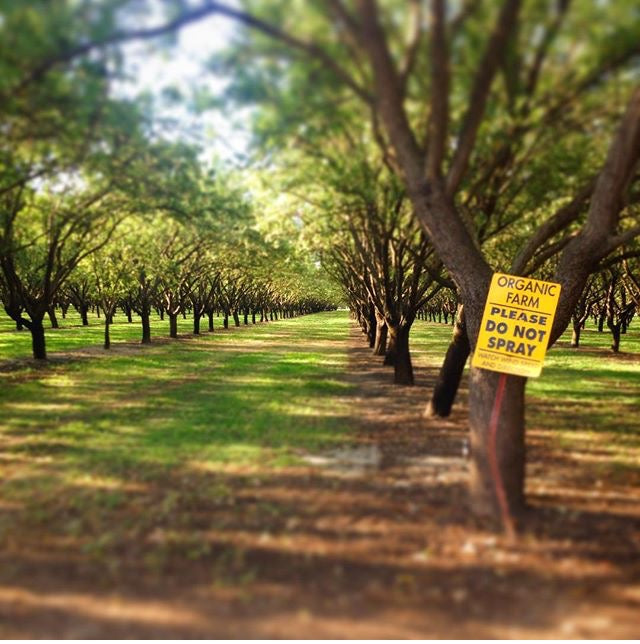 Organic Orchard with sign on a tree