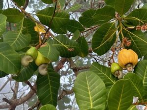 cashews growing on a tree