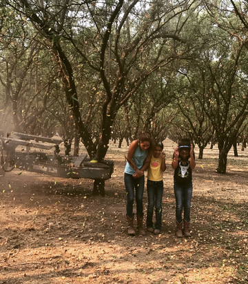 three girls standing under the shaking Almond Trees