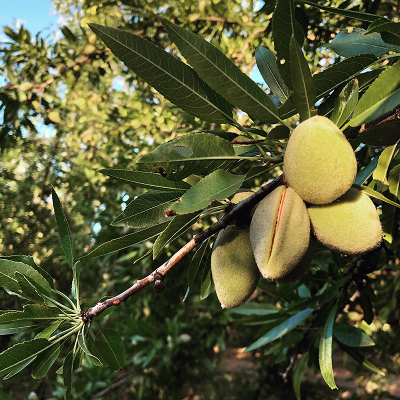Almond Hull split