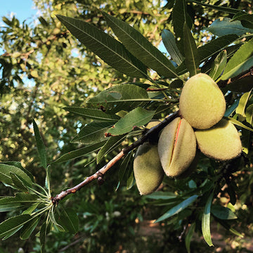 Almond Hull split