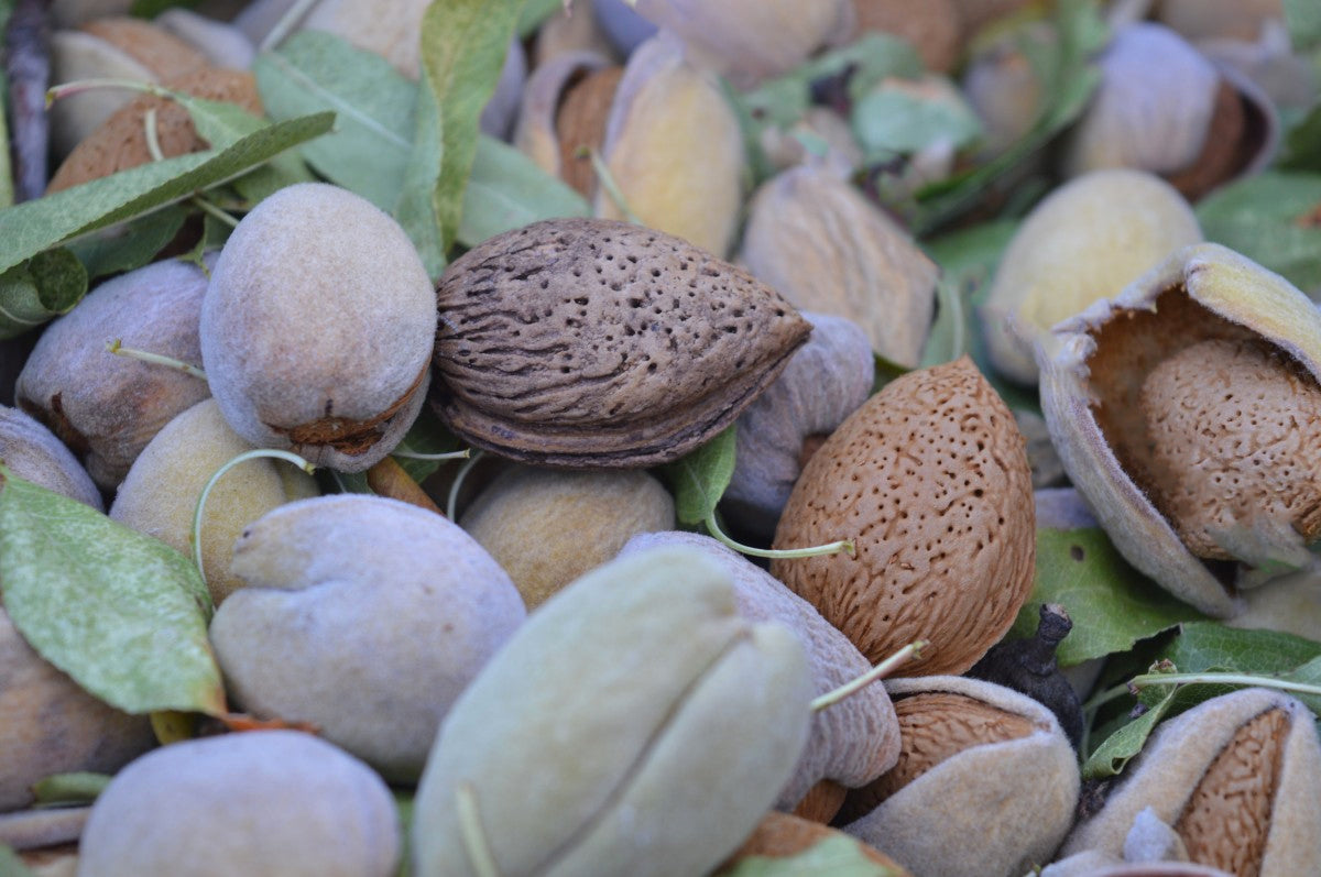 Almonds and Almond Hulls