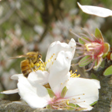 Find Out Why We're All Abuzz About Our Beekeepers – Maisie Jane's