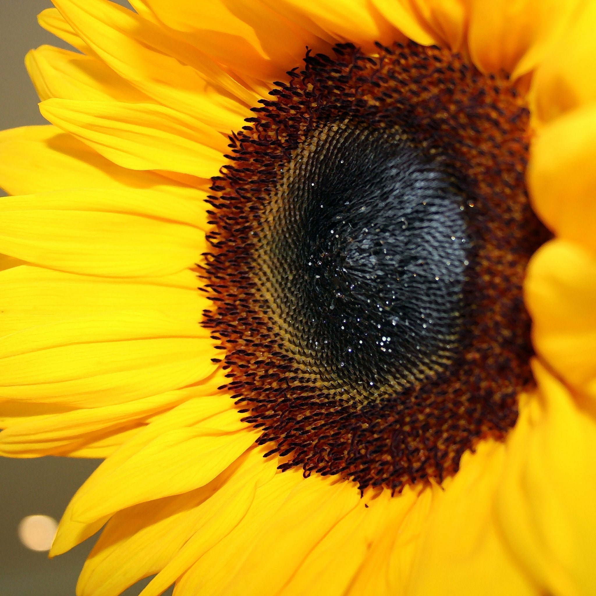 sunflower close up