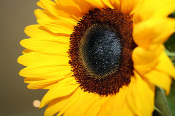 sunflower close up