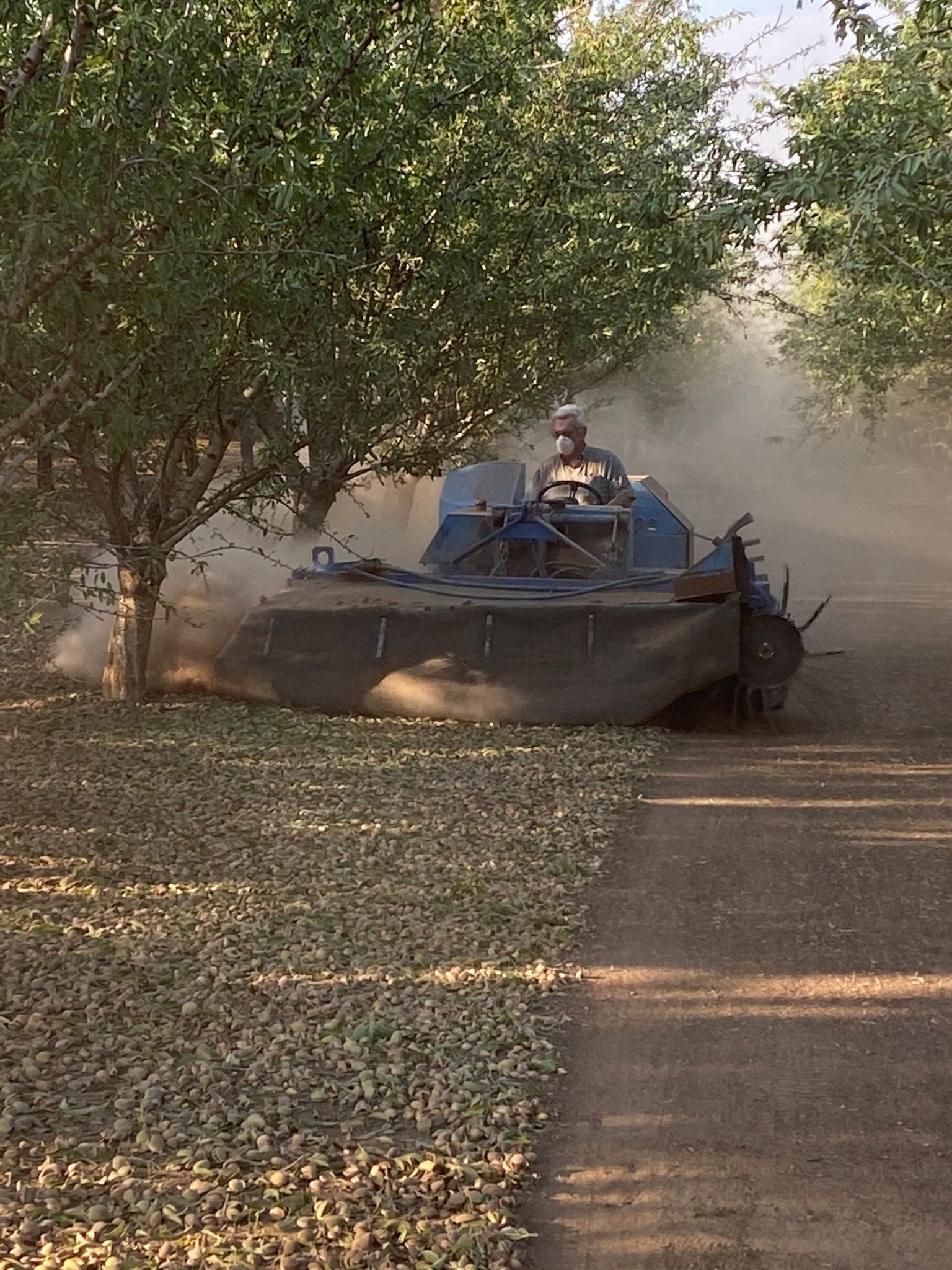 Nut sweeper harvesting almonds in the orchard