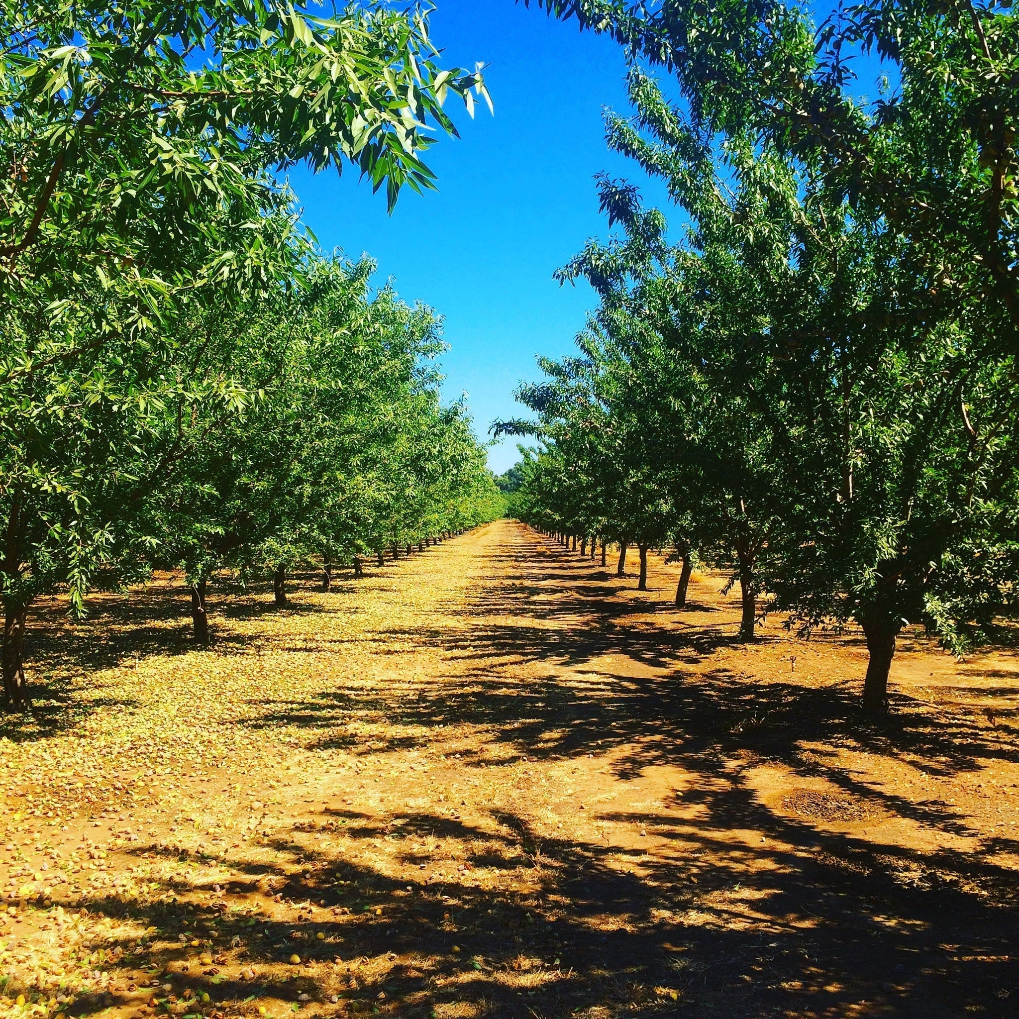 Almond orchard at harvest