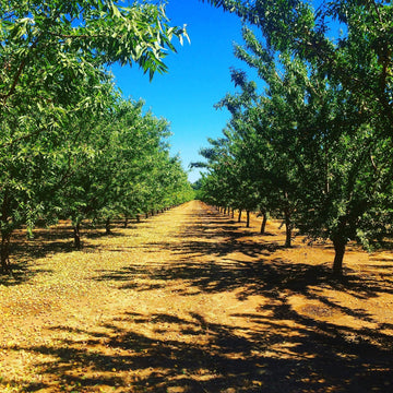 Almond orchard at harvest