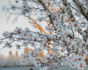 almond branches with white blooms covering them