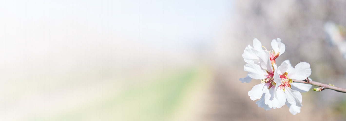Close-up of a white flower from an almond tree with a blurred natural background