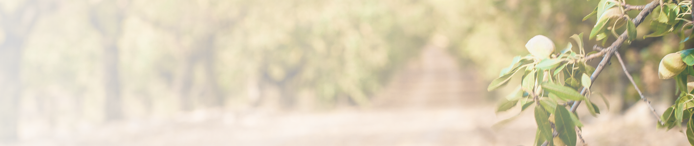 Almond tree branch with green leaves and small fruits against a blurred natural background