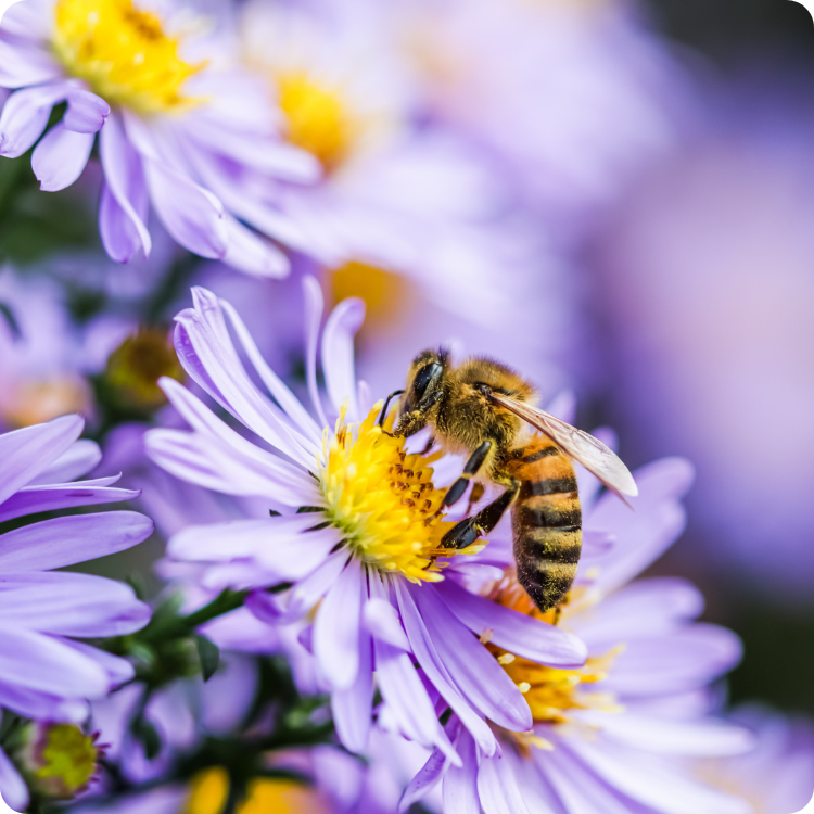 Close-up of a bee on a purple flower with a blurred background
