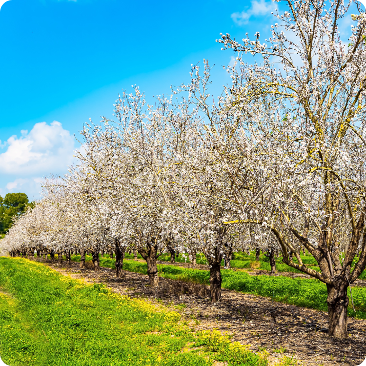 Row of almond blossom trees in bloom under a blue sky with scattered clouds.