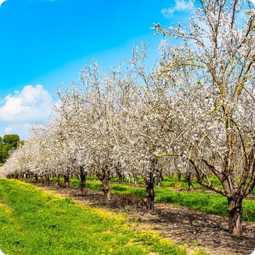 Row of almond blossom trees in bloom under a blue sky with scattered clouds.