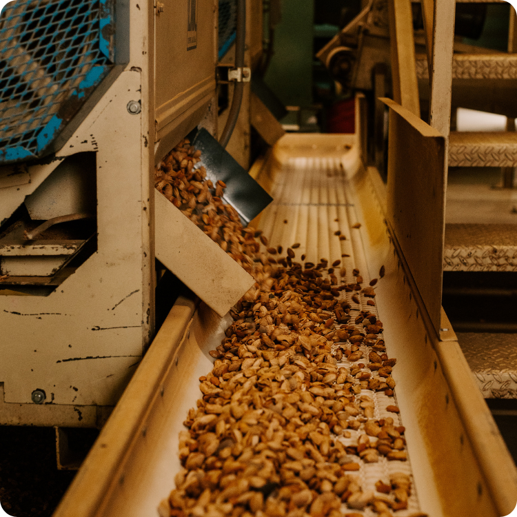 Conveyor belt with almonds in a processing facility 