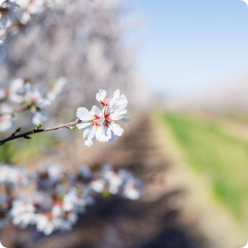 Close-up of white flowers on an almond tree branch with a blurred natural background