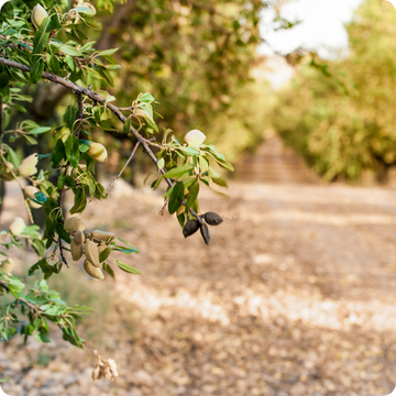Almond tree branch in an orchard setting