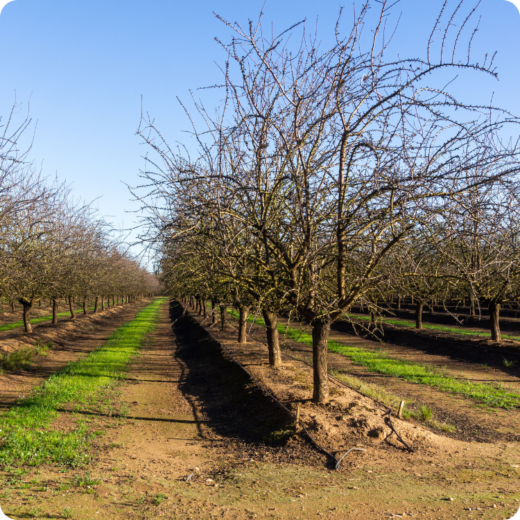 Almond orchard with rows of leafless trees under a clear blue sky